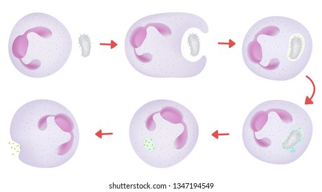Phagocytosis By Neutrophils 