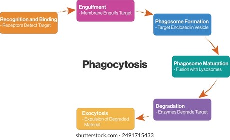 Diagrama de flujo de fagocitosis, invasores envolventes, defensa celular, alimentación celular 