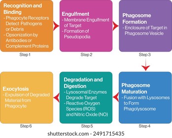 Diagrama de flujo de fagocitosis, invasores envolventes, defensa celular, alimentación celular 