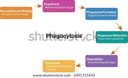 Phagocytosis Flowchart, Engulfing Invaders, Cellular Defense, cellular eating 