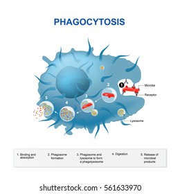 Phagocytosis. Human Immune System