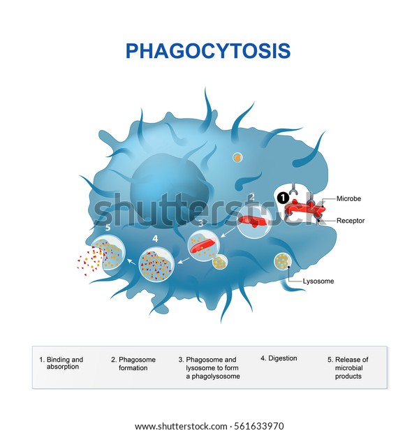 Phagocytosis. Human immune
system