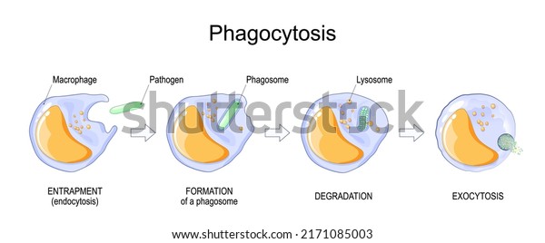 Phagocytosis Macrophage Absorption Bacteria Stages Mechanism Stock ...