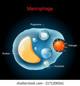 Phagocytosis. Macrophage Anatomy. Cell Structure. A Type Of White Blood Cell Of The Immune System That Engulfs And Digests Pathogens. Vector Illustration. Medical Poster.