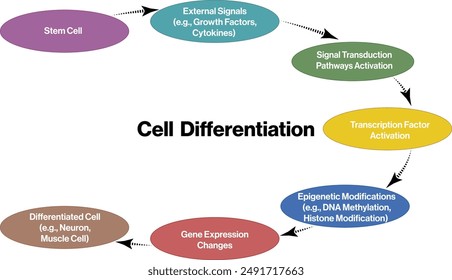 Phagocytosis Mechanism Flow Chart Illustration, White Background, Science Vector Diagram