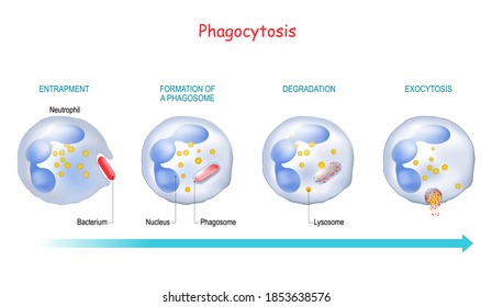 Phagocytes Images, Stock Photos & Vectors  Shutterstock