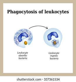 Phagocytosis. The process of destroying bacteria by leukocytes. Vector illustration isolated on white background.