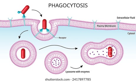 Phagocytosis - Process for nutrition in unicellular organisms, while in multicellular organisms it is found in specialized cells called phagocytes - Cell Medical Vector Illustration