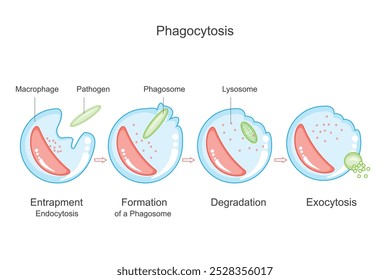 La fagocitosis es un proceso en el que las células, como los macrófagos, engullen y digieren partículas o patógenos Grandes, ayudando en la defensa inmunológica y la eliminación de desechos celulares.