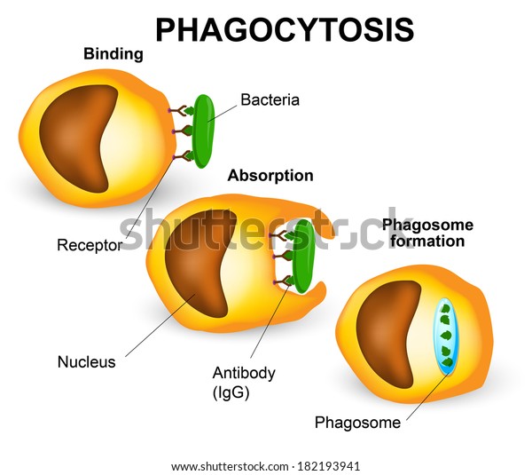 Phagocytosis in three steps. Human immune system.\
Vector diagram