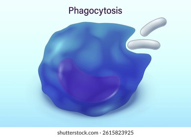 Phagocytosis vector. Process of macrophage absorption and killing of bacteria. Phagocyte engulfs the bacteria. Phagocytic cells. Human immune system.