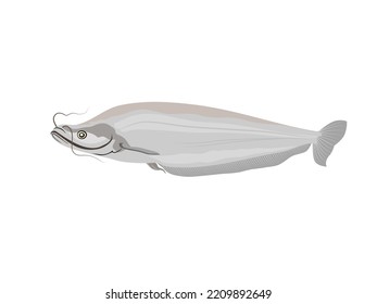 Phalacronotus on a white background.