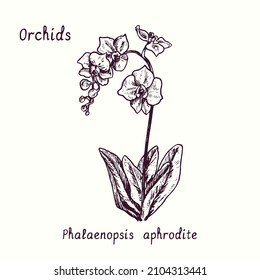 Phalaenopsis aphrodite orchid orchids flower collection. Ink black and white doodle drawing in woodcut style with inscription.