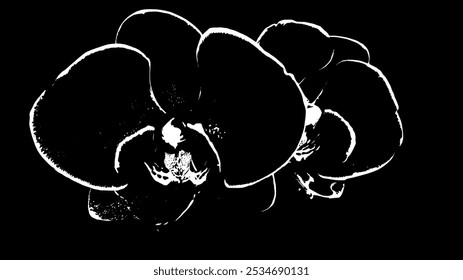 The Phalaenopsis Black Orchid is a striking and rare hybrid orchid known for its deep, velvety black-purple petals.