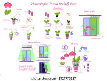 Phalaenopsis moth orchid care flat vector style isolated on white background, orchid plant care infographics