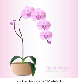 Phalaenopsis - Orchid