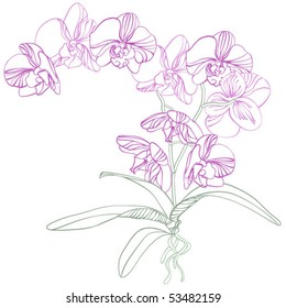 Phalaenopsis orchid