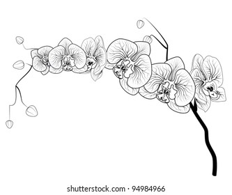 Phalaenopsis orchid contour image