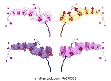 Phalaenopsis Orchid in different colors