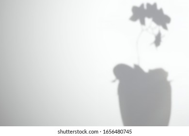 Phalaenopsis orchid flowers in a pot. Shadow on a white wall. Vector mockup for design