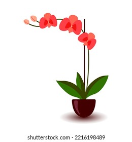 Phalaenopsis orchid indoor tropical houseplant. Pink flowers with buds, green leaves, stem growing in clay pot. Botanical floral flat style vector illustration isolated on white background