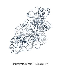 Phalaenopsis orchid isolated on a white background.  Monochrome  Hand-drawn illustration. Vector