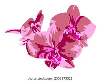 Phalaenopsis orchid isolated on a white background.   Hand-drawn illustration. Vector