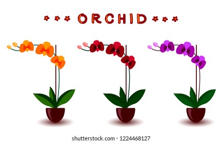 Phalaenopsis orchid pink violet lilac purple orange indoor houseplant. Set of three flowers with buds, green leaves, stem growing in clay pot. Botanical floral flat style vector illustration