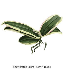 Phalaenopsis variegata orchids leaves by hand drawing. Orchid plant with leaves and roots on white background.