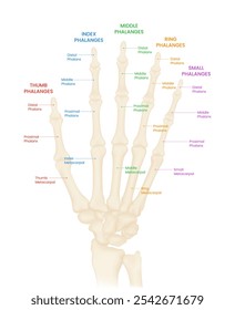 Phalanges of the Hand Anatomy