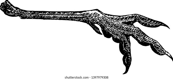 Phalarope Foot which is usually associated with semipalmation vintage line drawing or engraving illustration.