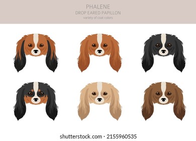 Phalene, Drop - eared Papillon clipart. Different poses, coat colors set.  Vector illustration