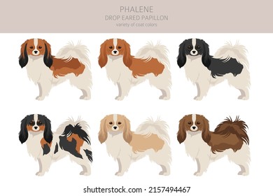 Phalene, Drop - eared Papillon clipart. Different poses, coat colors set.  Vector illustration