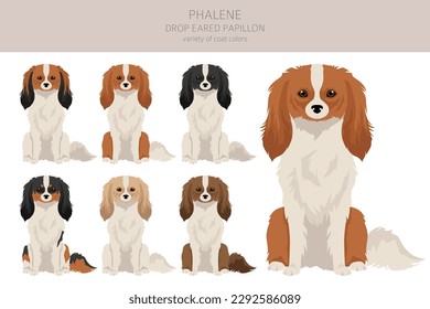 Phalene, Drop - eared Papillon clipart. Different poses, coat colors set.  Vector illustration