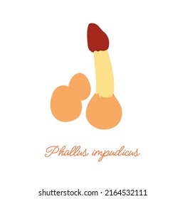 Phallus impudicus. Flat vector illustration