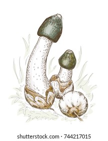 Phallus impudicus, known colloquially as the common stinkhorn. Vector illustration. 