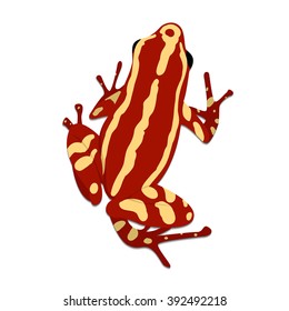 Phantasmal poison frog, flat design. Vector illustration of red frog on white background. Poisonous frog. Isolated tree frog epipedobates tricolor, top view