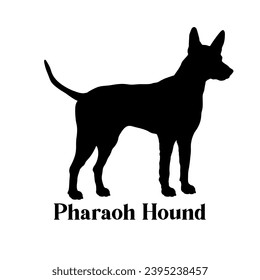 Pharaoh Hound Dog silhouette dog breeds logo dog monogram logo dog face vector