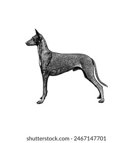 Pharaoh Hound hand drawing vector isolated on white background.