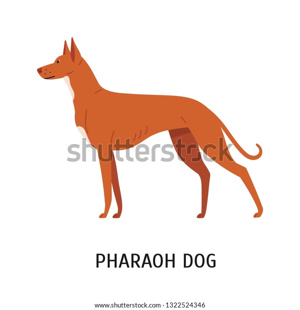 Pharaoh Hound Lovely Cute Hunting Dog Stock Vector Royalty Free