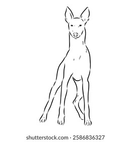 Pharaoh hound vector illustration. Purebred dog vector illustration. Hand drawn dog sketch.