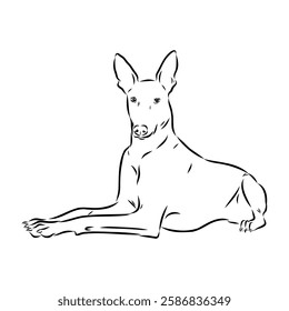 Pharaoh hound vector illustration. Purebred dog vector illustration. Hand drawn dog sketch.