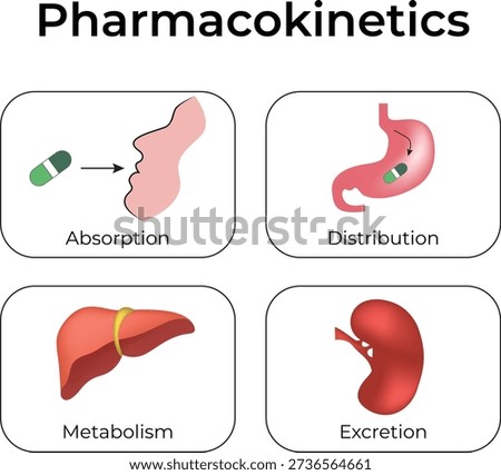 Pharmacokinetics ADME Process Explained diagrame