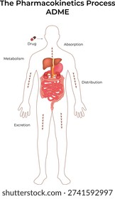 Pharmacokinetics Process ADME in the Human Body