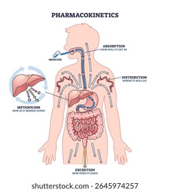 Pharmacokinetics shows how medicine is absorbed, distributed, metabolized, and excreted in the human body. Key objects, arrows, organs, medicine. Outline diagram