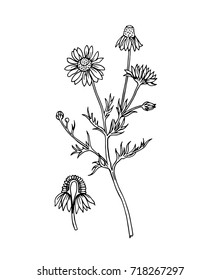 Pharmacy chamomile (Matricāria chamomīlla), vector outline drawing, botanical print for various designs6 packaging, labels, etc.