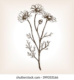 Pharmacy daisy sketch style vector illustration. Old engraving imitation. Matricaria chamomilla plant hand drawn sketch imitation