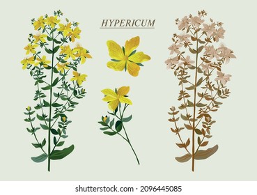pharmacy herb Hypericum wort is a useful plant figure illustration