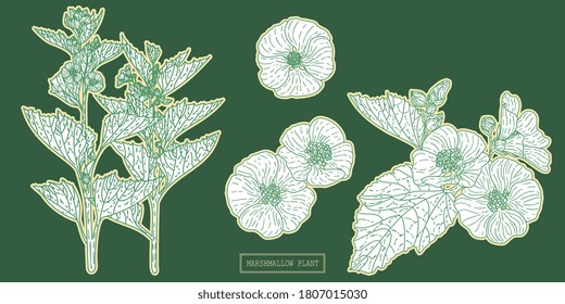 Pharmacy marshmallow herb, hand drawn botanical illustration in a line art