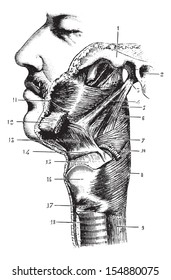 Pharnyx seen on the side, vintage engraved illustration. Usual Medicine Dictionary - Paul Labarthe - 1885.